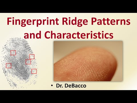Fingerprint Ridge Patterns and Characteristics