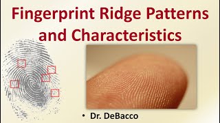 Fingerprint Ridge Patterns And Characteristics