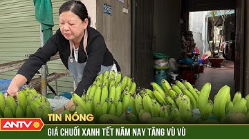 Chuối xanh tăng giá, có nải lên đến gần cả triệu đồng dịp Tết Nguyên đán 2025 | ANTV