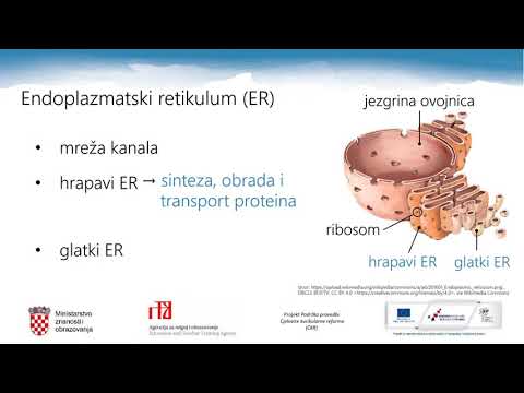 Video: Što je eukariotska stanica u biologiji?