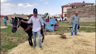 Düven Ile Harman Resimi