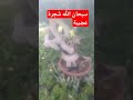 عجائب شجرة سبحان الله السعودية Hosamsayedtv 