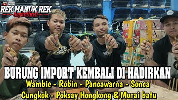 BURUNG IMPORT !!! Ready Wambie - Robin - Pancawarna - Sonca - Cungkok - Poksay Hongkong & Murai batu