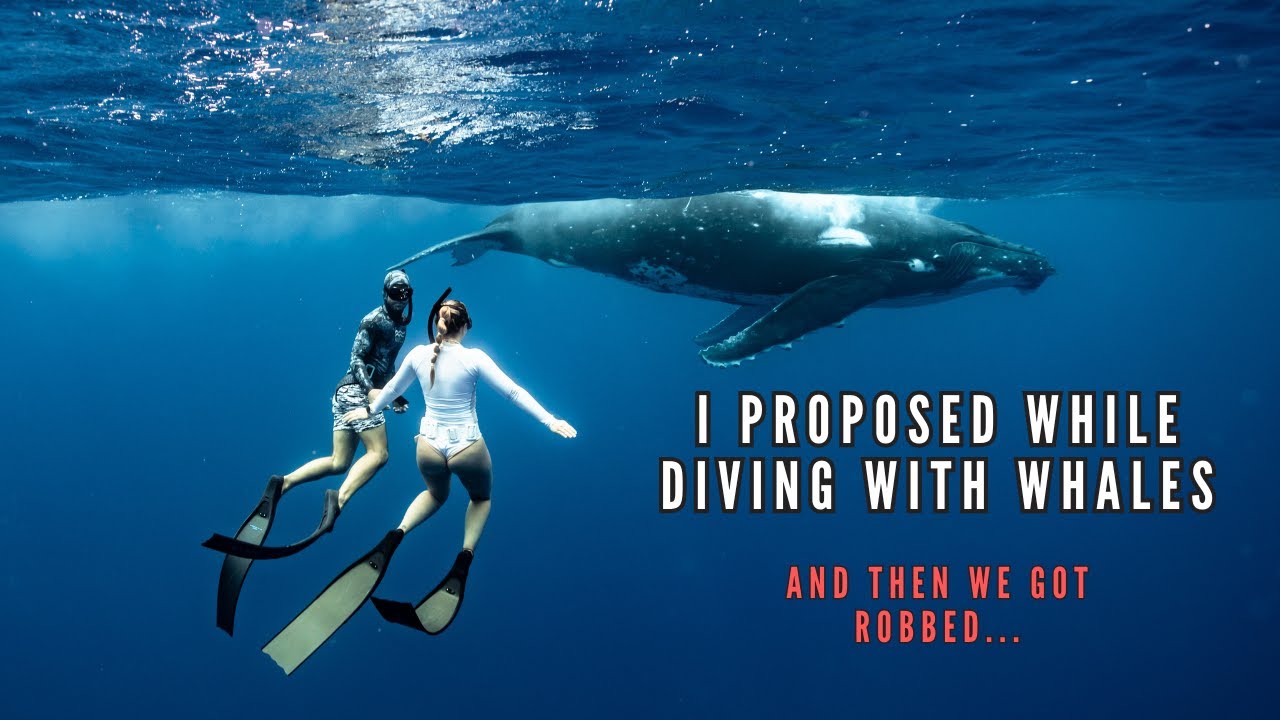 Diving With Whales | Engagement Proposal and Getting Robbed in French Polynesia