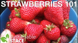 The Best Strawberries Around - Imagine....Strawberries in November!