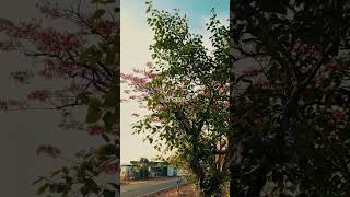 Morning vibes 💗🦋#love #baarish #earlymorning #heals #aryankelvin #iphoneedit #videotutorial #short