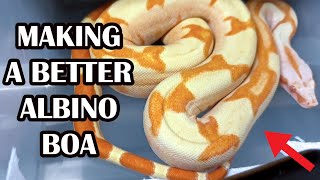 HOW TO MAKE BLIZZARD BOAS!