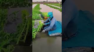 Teknik cerdas memanen kangkung di rawa dengan hasil yang sangat memuaskan #shorts