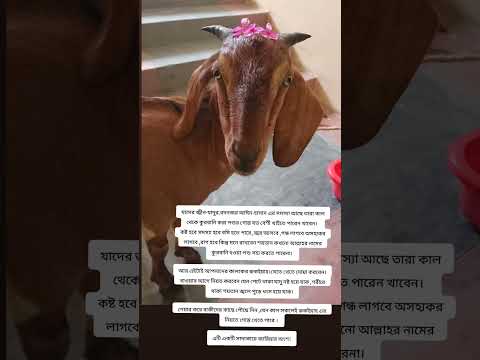 পেটে থাকা যাদু নষ্ট হয়ে যাক ,শরীরে থাকা শয়তান জ্বলে পুড়ে ধংস হয় রুকইয়াহ এর নিয়তে গোস্ত খেতে পারে ।