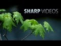 How to get sharp  detaileds dslr tutorial