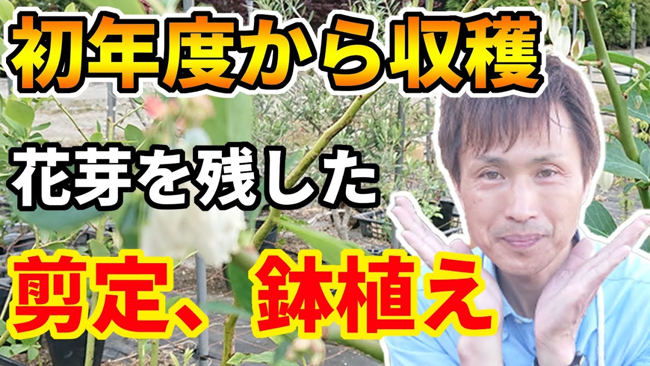 【ブルーベリー】ラビットアイ系コロンブスの果実を収穫する鉢植え