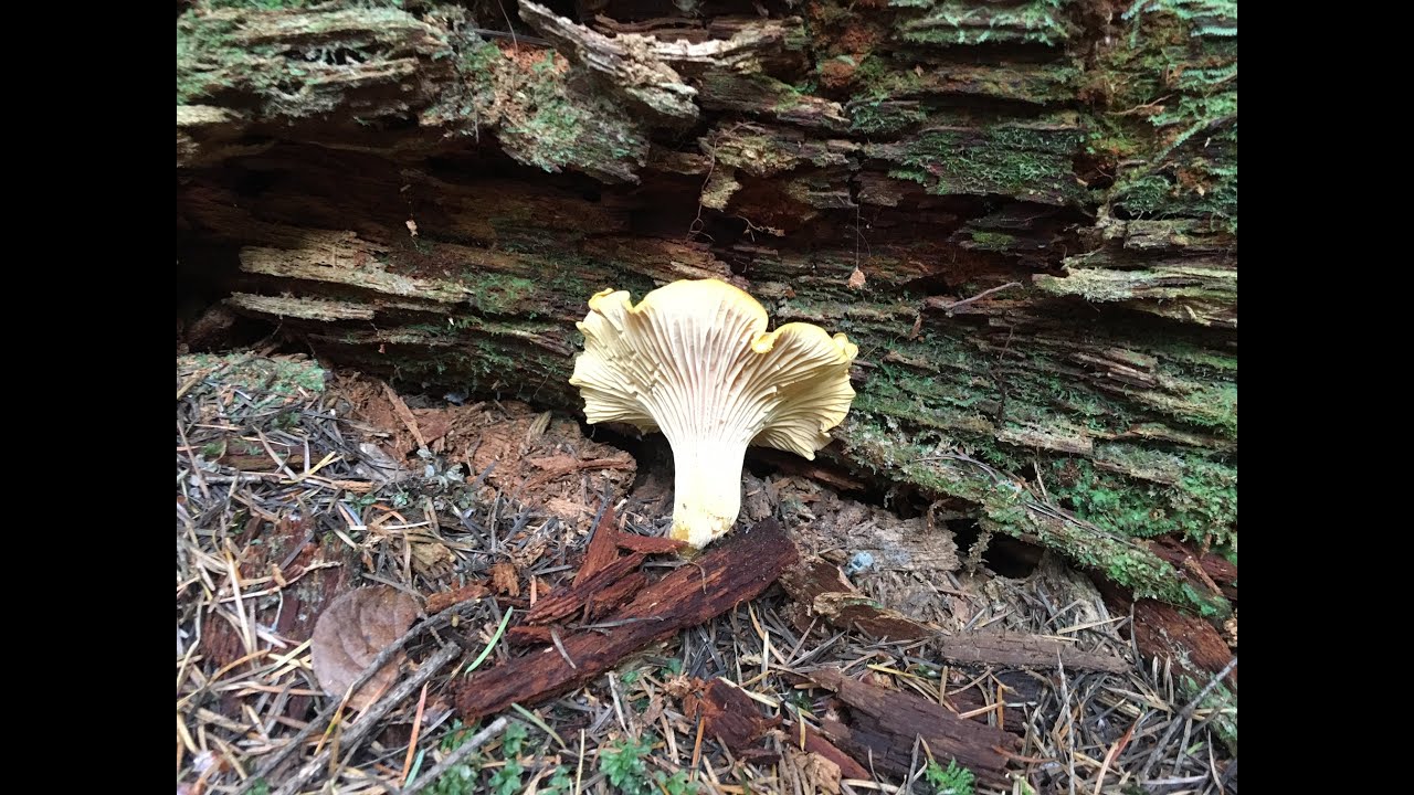 How to find Chanterelle Mushrooms Oregon YouTube