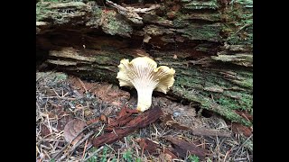 How to find Chanterelle Mushrooms - Oregon