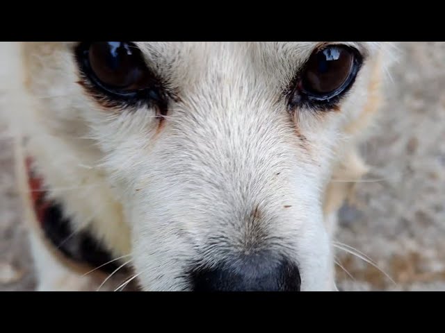 笑う動物たち Hilarious animals will make you laugh to die 😂 - YouTube