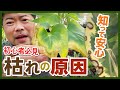 【観葉植物】初心者必見!葉が黄色くなる原因は、コレ!