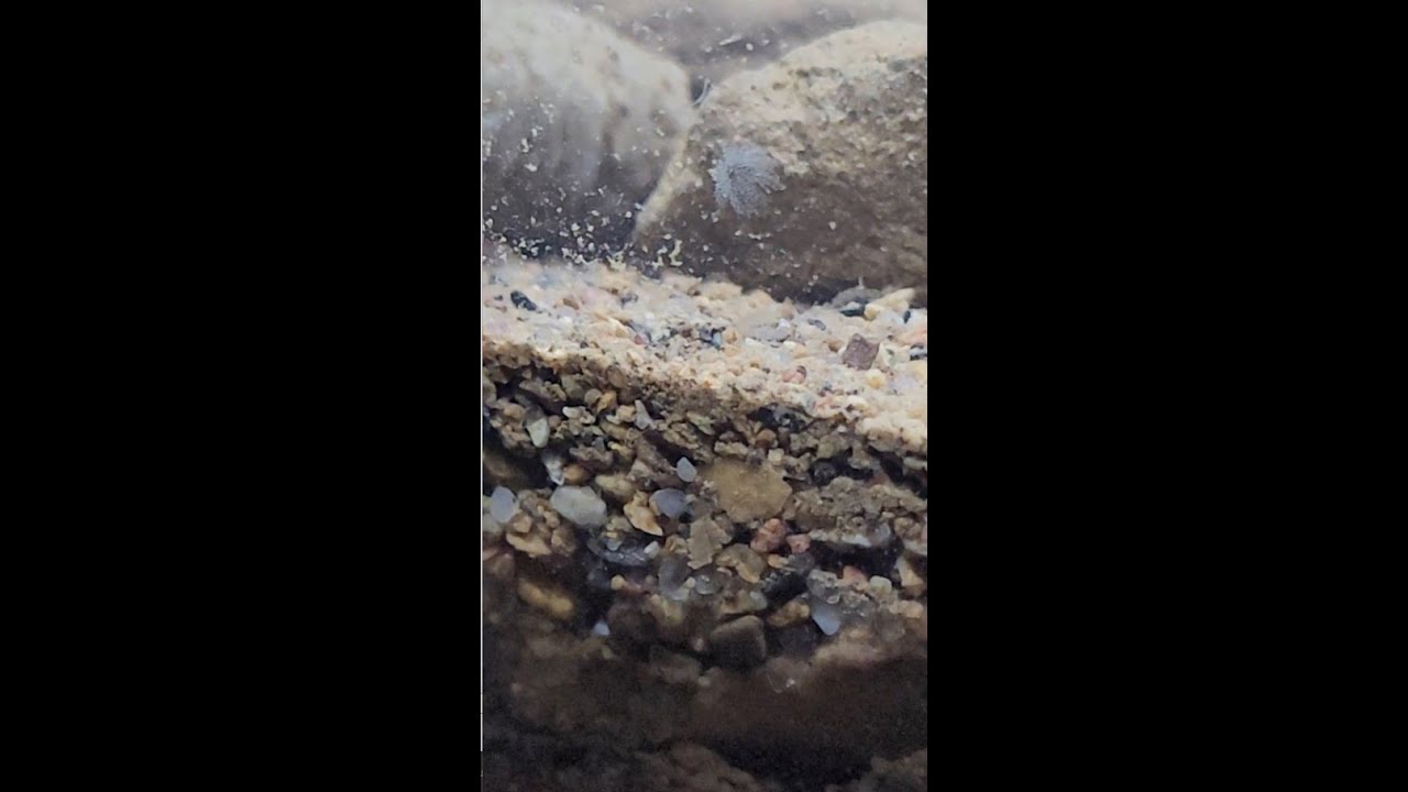 Observation Tank-Observation Tank- Weird 2 - YouTube