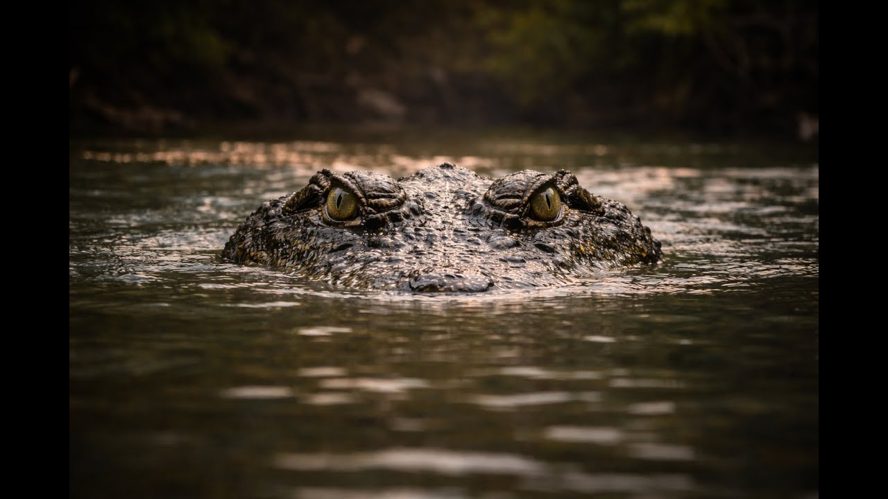 This Dog Fought a Crocodile and Survived 😱