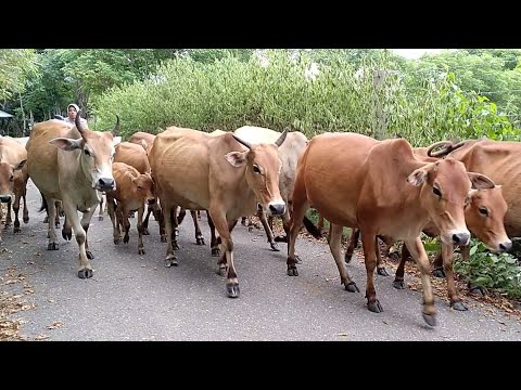 Tame Ox Wandering in the Field - an example of fattening cattle