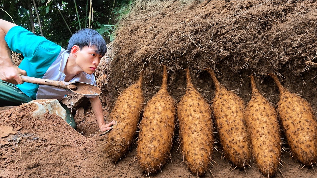 Full video: CEO Hoang Chien goes into the forest to harvest unique wild yam tubers