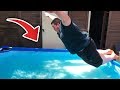 JE VIDE ENTIÈREMENT MA PISCINE EN UN PLONGEON, ÇA TOURNE TRÈS MAL...