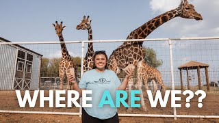 Famous Visiting VS Code Red at his new home, Highpoint Performance Horses! Profile