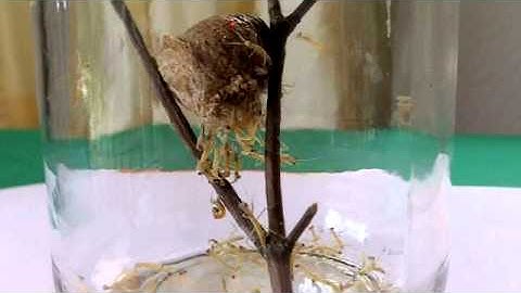 BugMan - Mantis Hatching~.