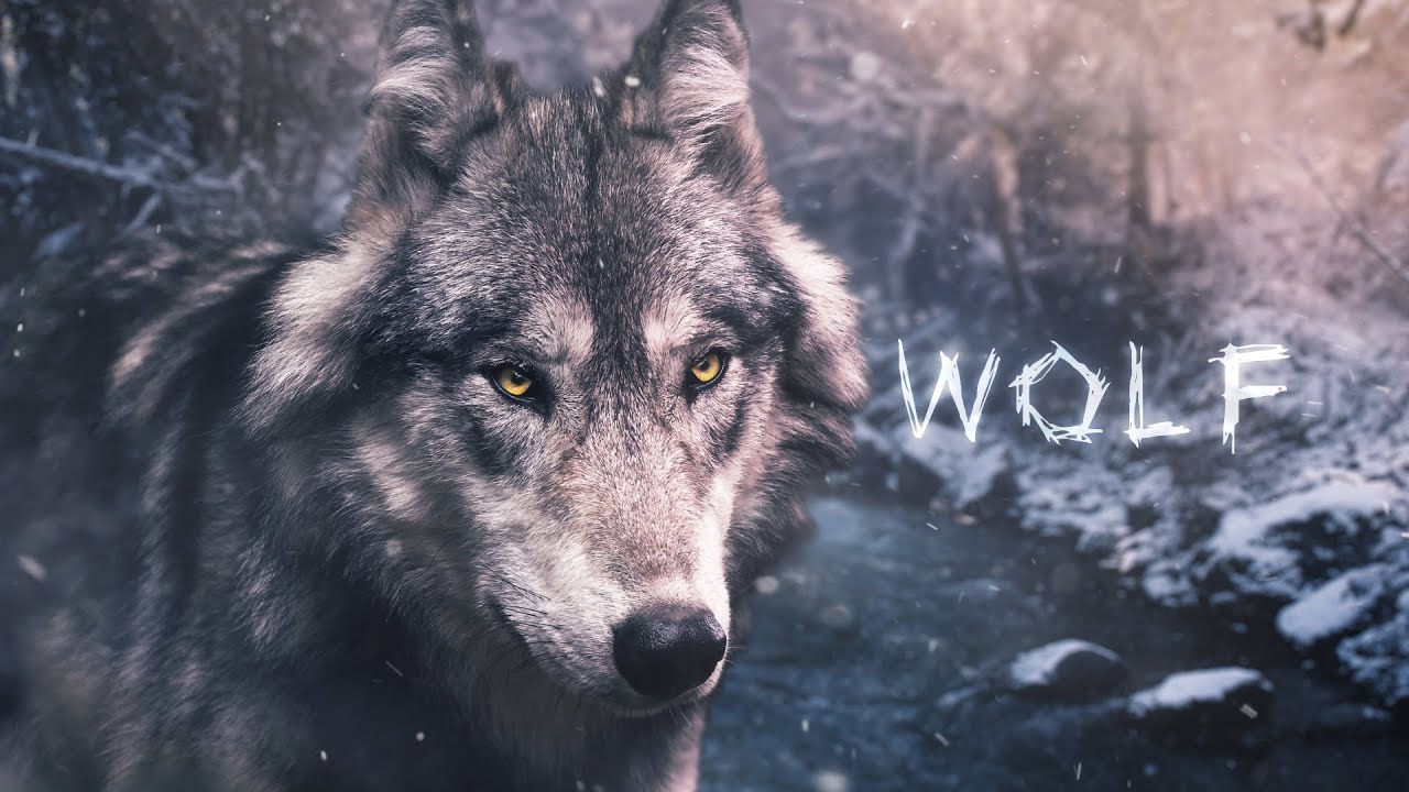 "Wolf" Epic Trap Beat Instrumental / Dark Rap Beat (Prod. Ihaksi)