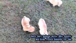 French Bulldogs For Sale on Lancaster Puppies