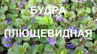 Будра от сорока болезней Будра от сорока болезней
