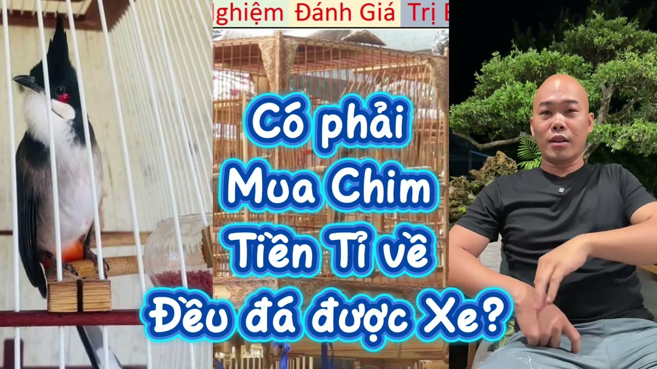 Theo bạn, mua Chim tiền Tỉ có đá được xe máy và Ô tô không?