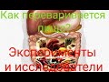 Как переваривается пища?Неожиданные факты!-Гугол знаний