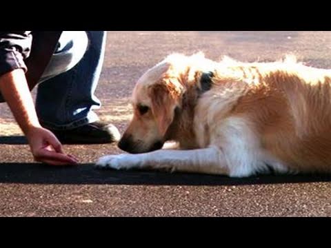 How can one train a dog to lie down?