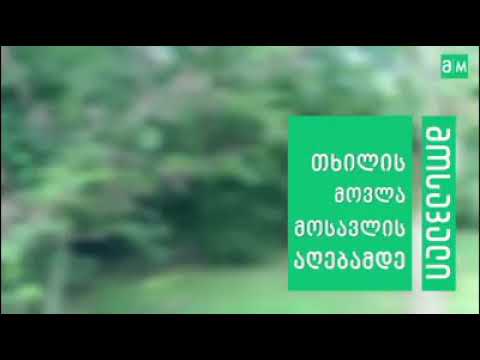 თხილის მოვლის შესახებ.#თხილი #სამეგრელო #პრეპარატები #თხილისმოვლა