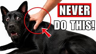 5 Things You Should NEVER Do to Your Dog (Worse Than Beating)