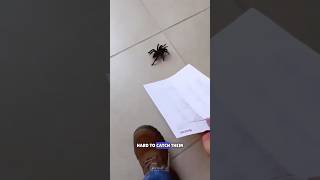 Smart Bug Catcher Tool