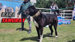 SARISI KARASI BOZU HEPSİ BİRBİRİNDEN HARİKA KÖPEKLER