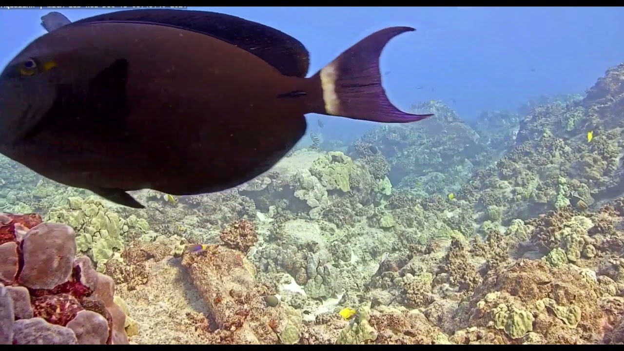 December 2021 Highlights Aqualink Hawaii MEGA Lab