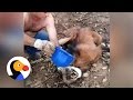 Maned Wolf Dying of Thirst Saved by Guys Who Give Him Water | The Dodo