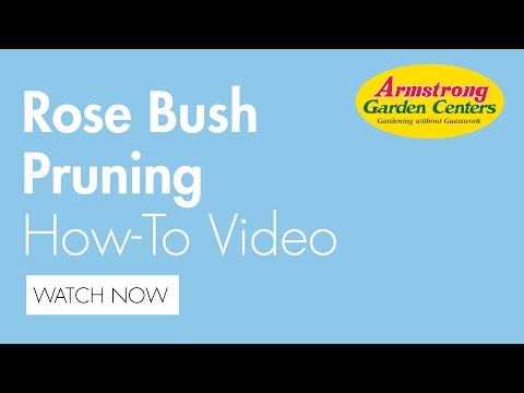 How to Prune a Rose Bush - Armstrong Garden Centers