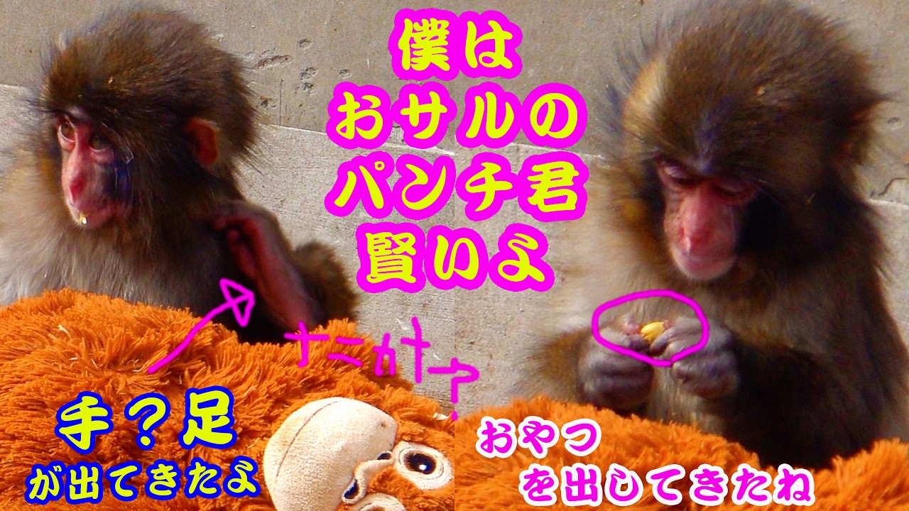 パンチくん🐒 お昼寝の巻き〜 🥱 寝起きが悪いパンチくんまだまだ子供