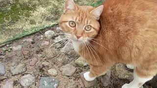 Cute ginger cat (again)