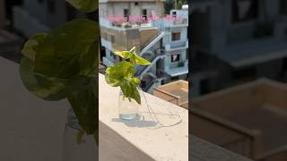 DIY Plant Hanger Using Waste Materials ♻️ | Easy Craft #diy #viral #shorts #plants