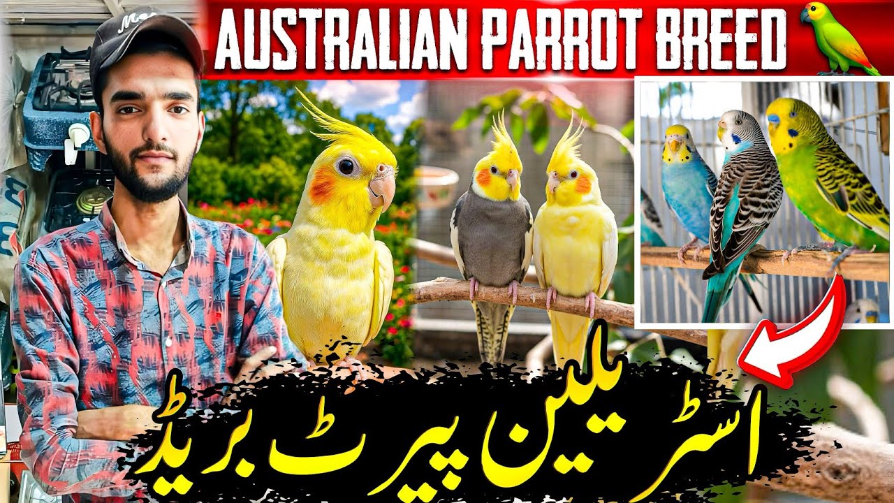 Australian Parrot Breed 🦜