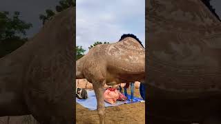 Download Lagu trending 109 camel art video camel videos #camelshort #camelshorts #camel #unt #anime MP3 Download Lagu trending 109 camel art video camel videos #camelshort #camelshorts #camel #unt #anime MP3