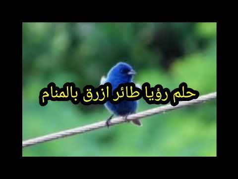 حلم رؤيا طائر ازرق بالمنام