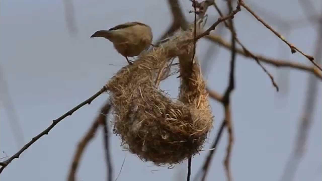 Ремез видео. Китайский ремез. Ремез строит гнездо. Синичка неврастеничка фото. Птица ремезы приступили к строительству гнезд в спб.