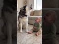 Husky Teaches Baby How to Howl#viral #shortvideo #funny