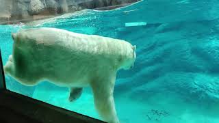 Polar Bear refreshing dive