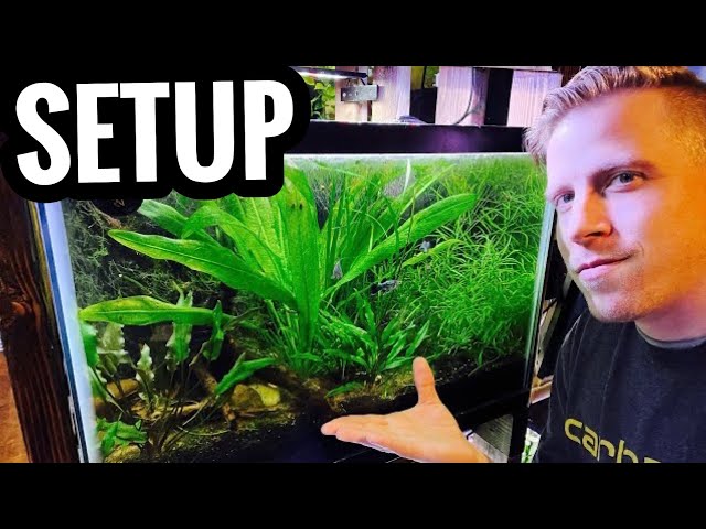 Beautiful view of Adding Live Plants To A Cichlid Aquarium Setup