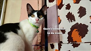 Things that happened Before 2020 // Village cats activity  part 1 (Eng Sub) screenshot 3